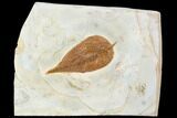 Fossil Leaf (Celtis) - Montana #105160-1